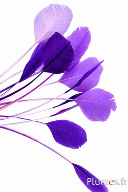 Panicule cigno seta - 25-30 cm - viola misto